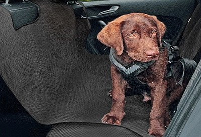 Schonbezug für Transport von Hund ALEX, L